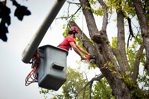 Best Leaf Removal  in Royal Palm Beach, FL